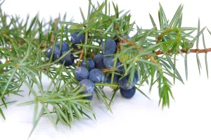 JUNIPERBERRY PURE ESSENTIAL OIL